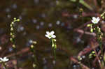 Spoonleaf sundew